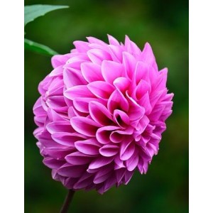 Клубень георгина Лаки Намбер (Lucky Number) (декоративная)