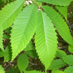 Саженец каштана зубчатого или американского