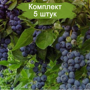Саженцы голубики Торо (Toro) -  комплект 5 шт.