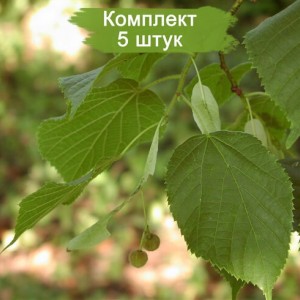 Саженцы липы Кавказская 100-150 см -  комплект 5 шт.