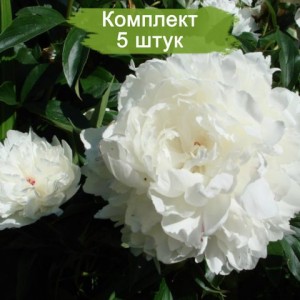 Саженцы пиона A. E. Kunderd (А. Е. Кундерт ) -  комплект 5 шт.