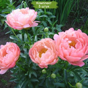Саженцы пиона Coral Charme (Корал чарм ) -  комплект 5 шт.