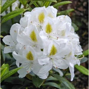 Саженец рододендрона Мадам Массон (Madame Masson)