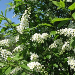 Саженец черемухи обыкновенной Schloss Tiefurt