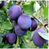 Слива Кубанская ранняя