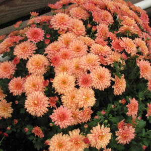 Саженец хризантемы мультифлоры Бранбич Корал (Branbeach Coral) лососевый