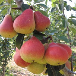 Саженец колоновидной груши Г-5