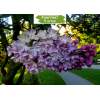 Комплект 5шт / Сеянец Сирень Зоя Космодемьянская