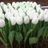 Комплект 5шт / Тюльпан Антарктика